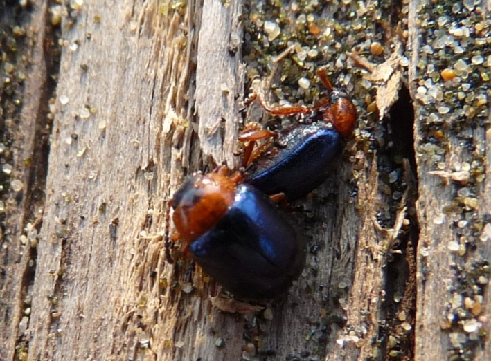 Piccoli coleotteri della spiaggia